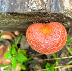 Rhodotus palmatus