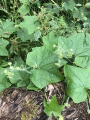 Hydrophyllum canadense