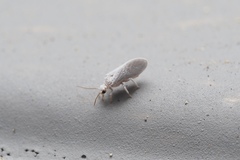 Coniopterygidae