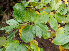 Scandosorbus intermedia