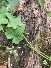 Hydrophyllum canadense