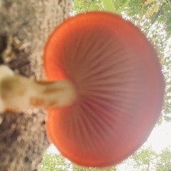 Rhodotus palmatus