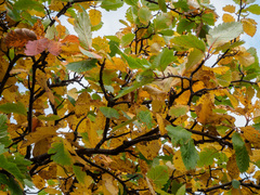 Scandosorbus intermedia