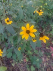 Rudbeckia fulgida