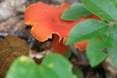 Hygrocybe coccinea