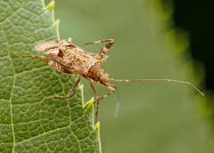 Phytocoris