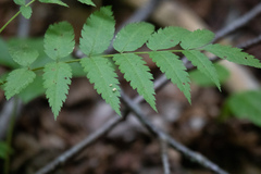 Sorbus americana
