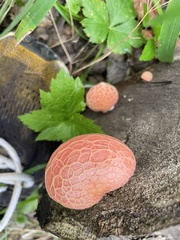 Rhodotus palmatus