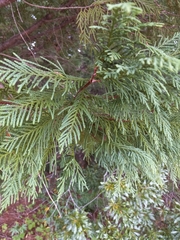 Thuja occidentalis