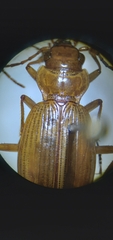 Nebria diversa