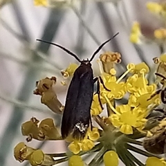 Acoloithus falsarius