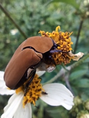 Hologymnetis cinerea