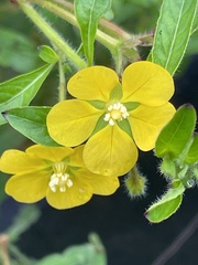 Ludwigia hexapetala