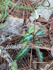 Chimaphila maculata