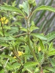Ludwigia hexapetala
