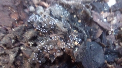 Fungi