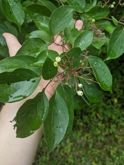 Cornus drummondii