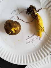 Retiboletus ornatipes