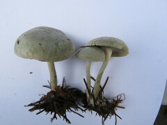 Clitocybe odora