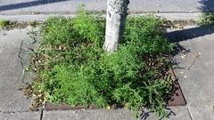 Phyllanthus fraternus