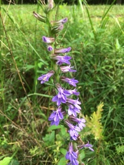 Lobelia puberula