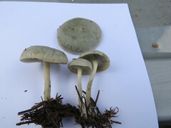 Clitocybe odora