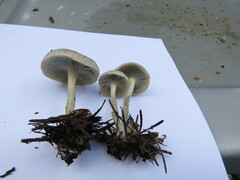 Clitocybe odora