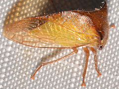 Stictocephala tauriniformis