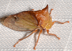 Stictocephala tauriniformis