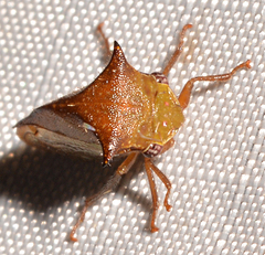 Stictocephala tauriniformis