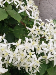 Clematis terniflora