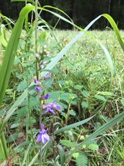 Lobelia puberula