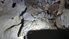 Eumodicogryllus bordigalensis