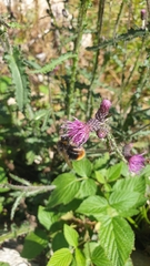 Bombus soroeensis