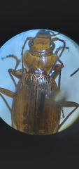 Nebria diversa