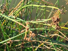 Schoenoplectus tabernaemontani