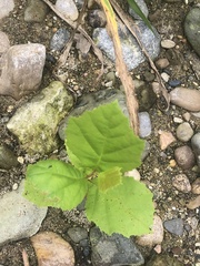 Platanus