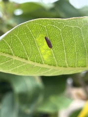 Graphocephala coccinea