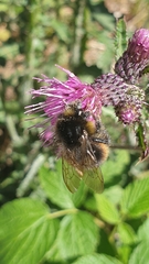 Bombus soroeensis