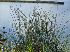 Schoenoplectus tabernaemontani