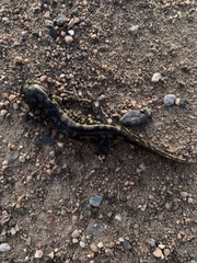 Ambystoma tigrinum