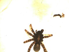 Pardosa hortensis