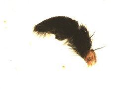 Pardosa hortensis
