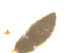 Pardosa hortensis