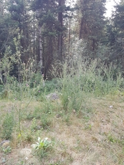 Carduus acanthoides acanthoides