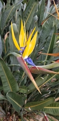 Strelitzia