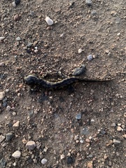 Ambystoma tigrinum