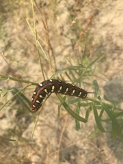 Hyles euphorbiae