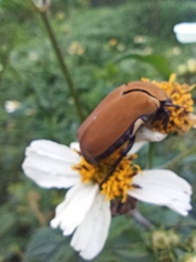 Hologymnetis cinerea