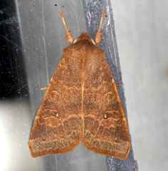 Xanthia ocellaris